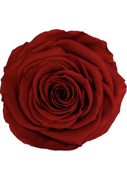 Red-01 Koyu Kırmızı Şoklanmış Solmaz Gül Xl fiyatları