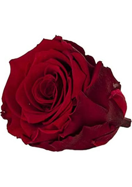 Red-01 Koyu Kırmızı Şoklanmış Solmaz Gül Xl modelleri