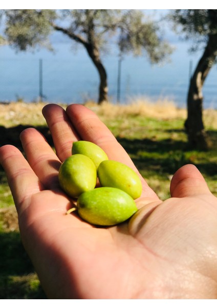 Ev Yapımı Yeşil Suda Zeytin 1 kg