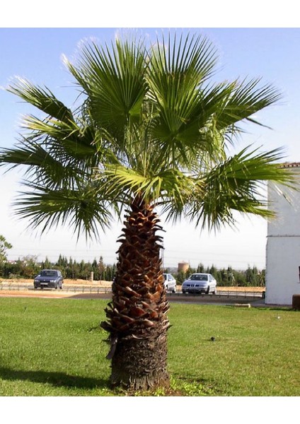 Tüplü Bodur Palmiye Ağacı Fidanı