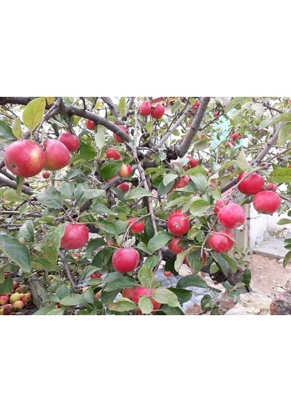 Amasya (Misket) Elma Fidanı 3 Yaş Tüplü ve Aşılı