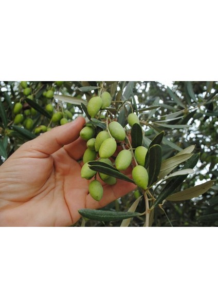 Zeytin (Gemlik) Fidanı Tüplü