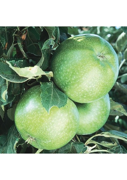 Granny Smith Elma Fidanı 3 Yaş Tüplü ve Aşılı