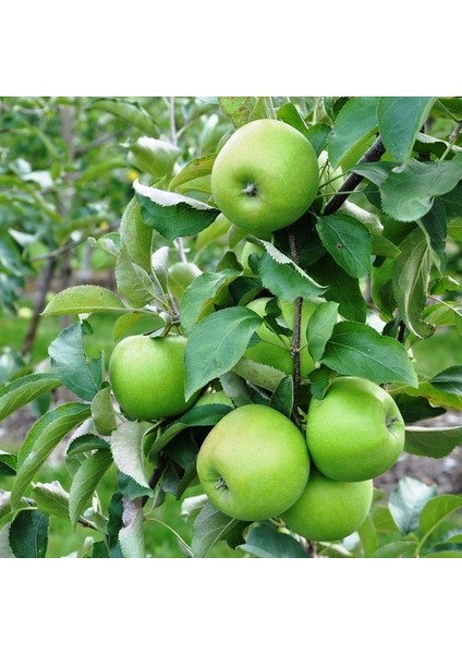Granny Smith Elma Fidanı 3 Yaş Tüplü ve Aşılı