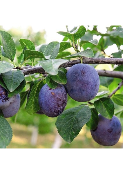 Black Amber Erik Fidanı 3 Yaş Tüplü ve Aşılı