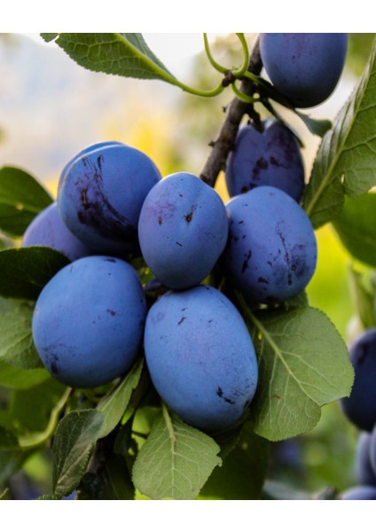 Black Amber Erik Fidanı 3 Yaş Tüplü ve Aşılı modelleri