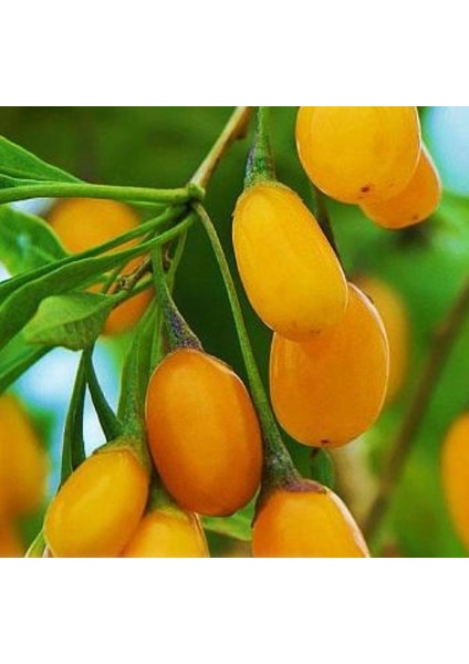 Sarı Goji Berry Fidanı 10 Adet