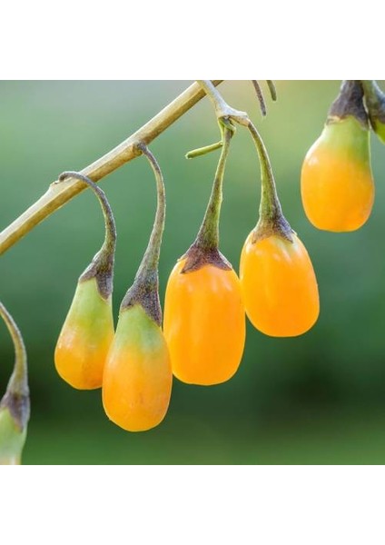 Sarı Goji Berry Fidanı 10 Adet
