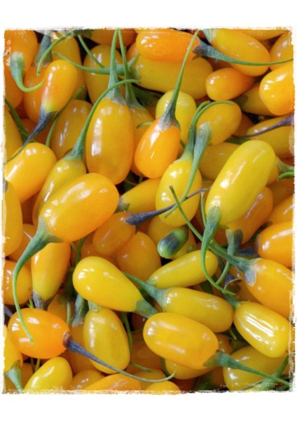 Sarı Goji Berry Fidanı 10 Adet