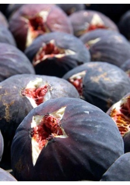 Dürdane ( Bursa Siyahı) İncir Fidanı Tüplü fiyatları