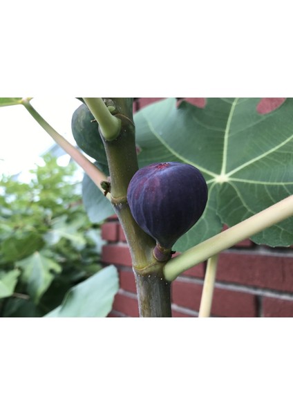 Dürdane ( Bursa Siyahı) İncir Fidanı Tüplü modelleri