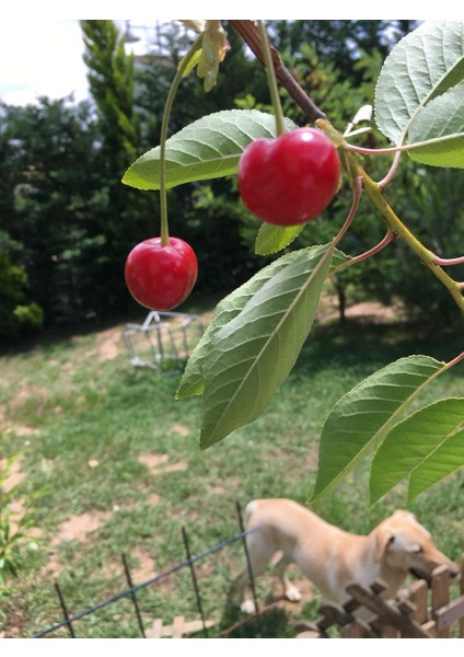 Kütahya Vişne Fidanı 3 Yaş Tüplü ve Aşılı