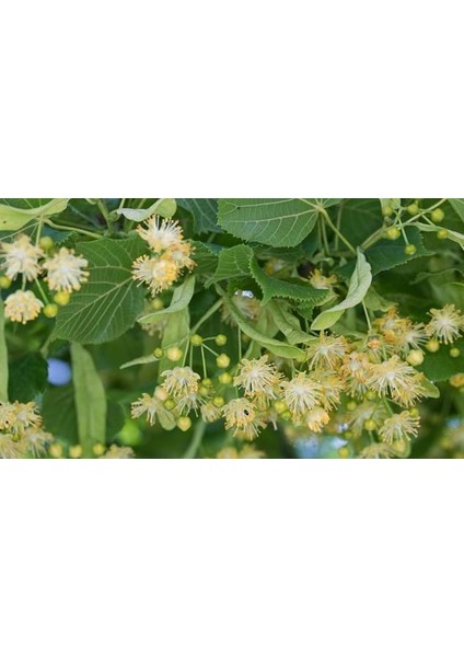 Ihlamur (Tillia Tomentosa) Fidanı