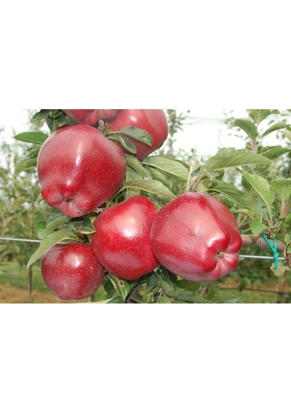 Red Chief Elma Fidanı 3 Yaş Tüplü ve Aşılı