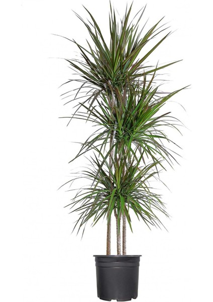 Madagaskar Dragon Ağacı – Dracaena Marginata 3 Gövdeli Yeşil