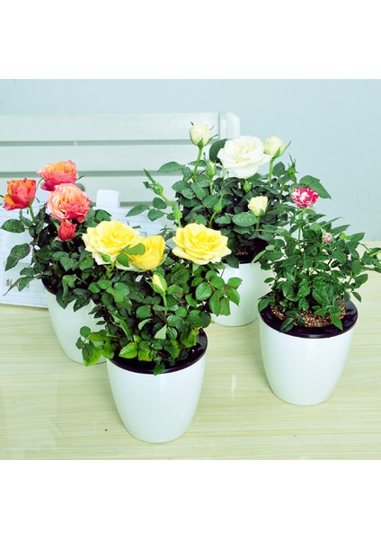 Mini Gül – Minyatür Saksı Gülü 5 Adet Karışık Renklerde