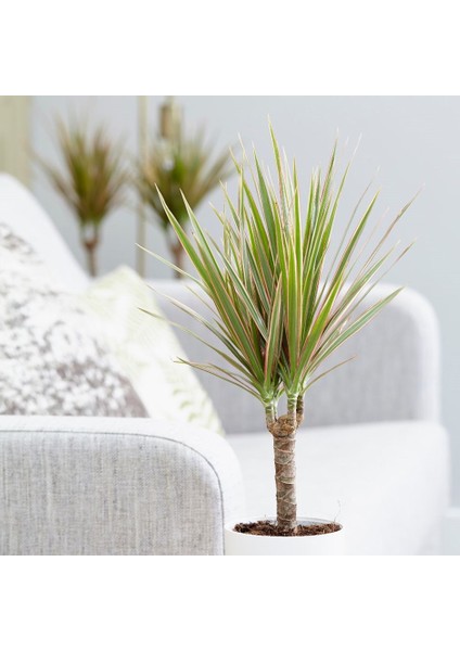 Madagaskar Dragon Ağacı – Dracaena Marginata -Alacalı Tek Gövdeli