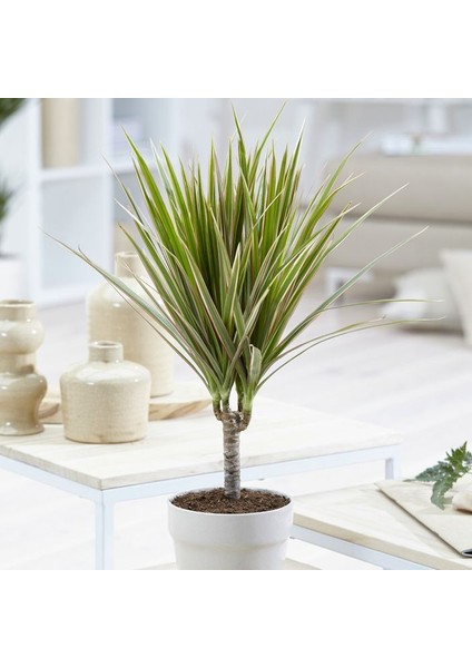 Madagaskar Dragon Ağacı – Dracaena Marginata -Alacalı Tek Gövdeli