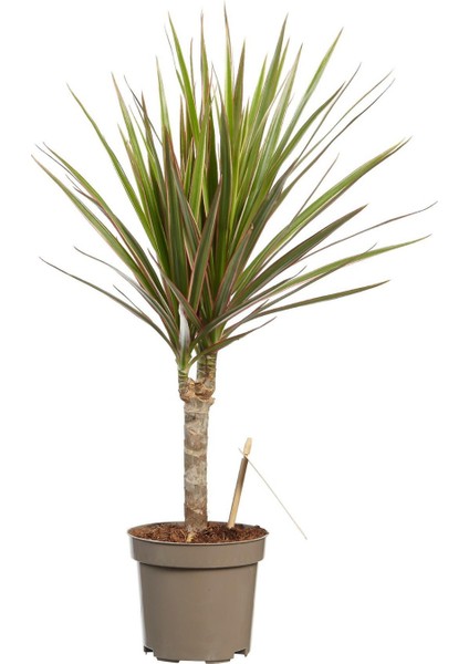 Madagaskar Dragon Ağacı – Dracaena Marginata -Alacalı Tek Gövdeli