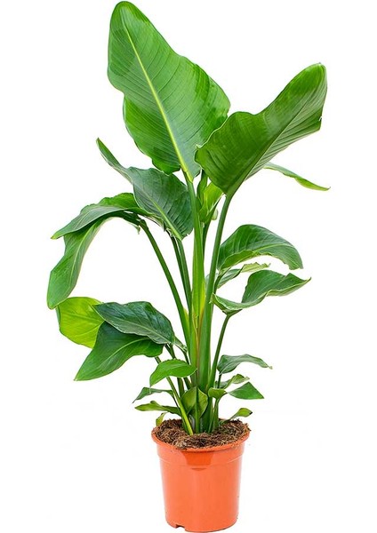 Starliçe (Cennet Kuşu Çiçeği) Strelitzia Nicolai - 60 cm 2 Adet