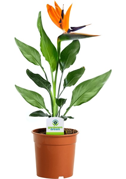 Starliçe (Cennet Kuşu Çiçeği) Strelitzia Nicolai - 60 cm 2 Adet