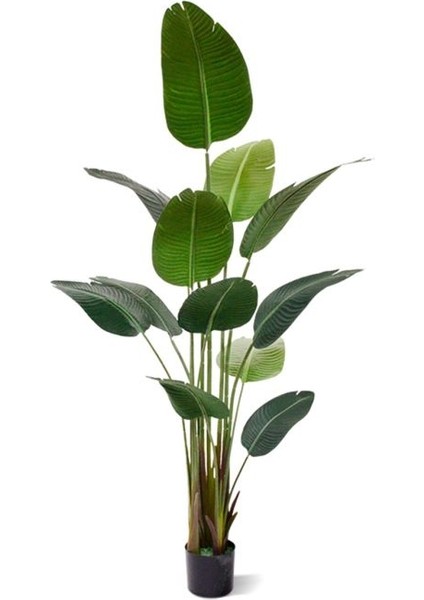 Starliçe (Cennet Kuşu Çiçeği) Strelitzia Nicolai - 80 cm 2 Adet