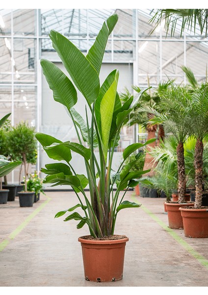 Starliçe (Cennet Kuşu Çiçeği) Strelitzia Nicolai - 80 cm 2 Adet