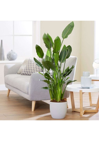 Starliçe (Cennet Kuşu Çiçeği) Strelitzia Nicolai - 80 cm 2 Adet