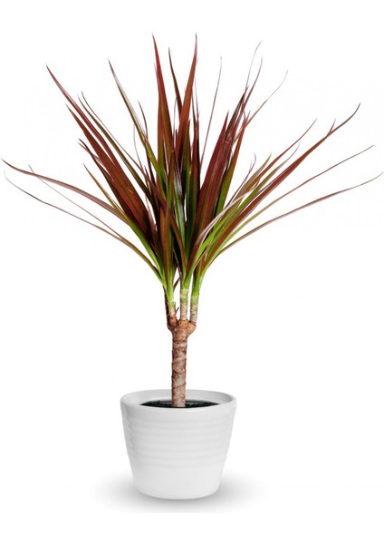 Madagaskar Dragon Ağacı – Dracaena Marginata - Tek Gövdeli Bordo