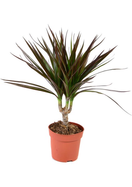 Madagaskar Dragon Ağacı – Dracaena Marginata - Tek Gövdeli Bordo