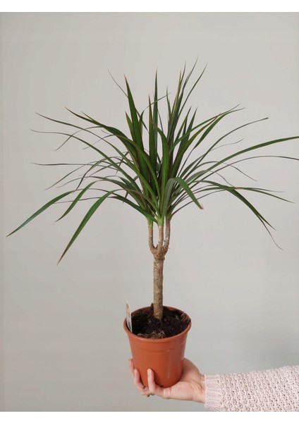 Madagaskar Dragon Ağacı – Dracaena Marginata - Tek Gövdeli Bordo