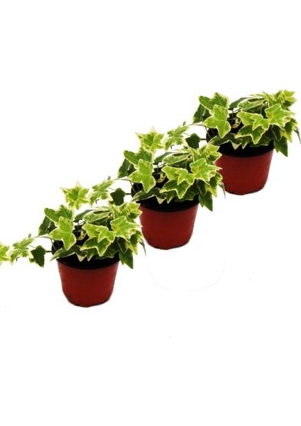 Mini Hedera Salon Sarmaşığı- Alacalı 3 Adet Saksıda