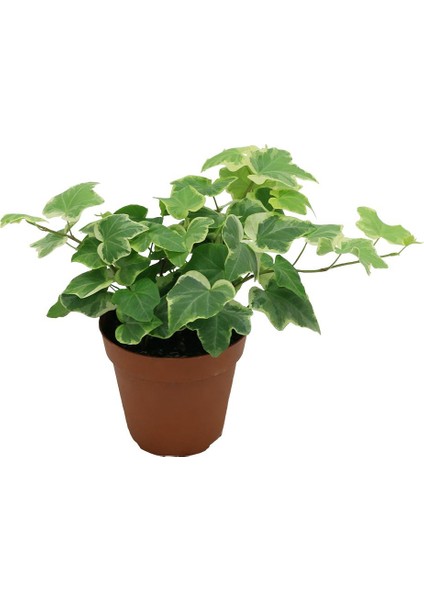 Mini Hedera Salon Sarmaşığı- Alacalı 3 Adet Saksıda