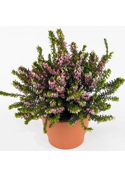 Erika (Funda) Çiçeği – Erica Carnea - Mor