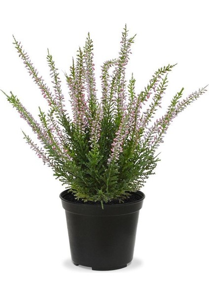 Erika (Funda) Çiçeği – Erica Carnea - Mor modelleri