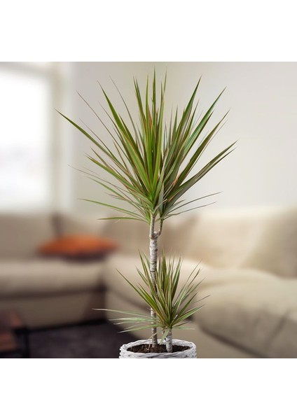 Madagaskar Dragon Ağacı – Dracaena Marginata Alacalı 2 Gövdeli