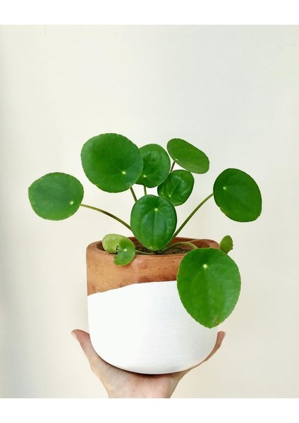 Tunç Botanik Deve Tabanı (Monstera) & Pilea & Anthoryum