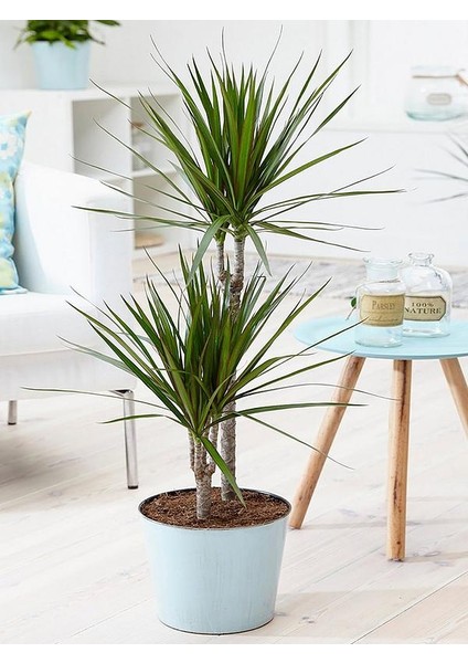 Madagaskar Dragon Ağacı – Dracaena Marginata 2 Gövdeli Yeşil
