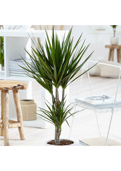 Madagaskar Dragon Ağacı – Dracaena Marginata 2 Gövdeli Yeşil