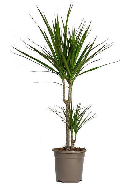 Madagaskar Dragon Ağacı – Dracaena Marginata 2 Gövdeli Yeşil
