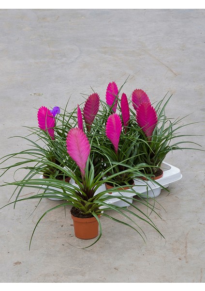 Hava Bitkisi (Tillandsia) Airplant 3 Adet