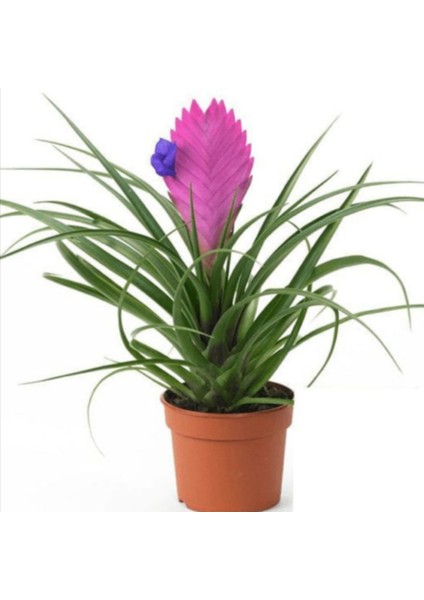 Hava Bitkisi (Tillandsia) Airplant 3 Adet