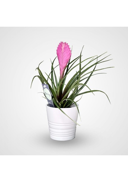 Hava Bitkisi (Tillandsia) Airplant 3 Adet