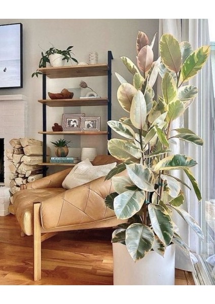 Kauçuk – Ficus Elastica& Ficus Elastica Tineke 2'li Set