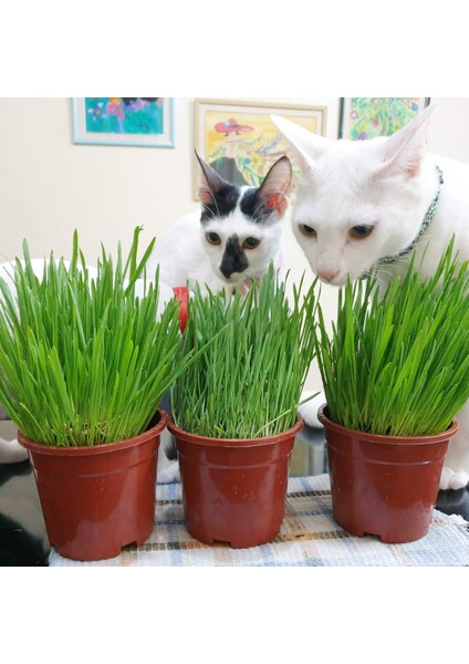 Kedi Çimi 12 Cm'lik Saksıda 5 Adet