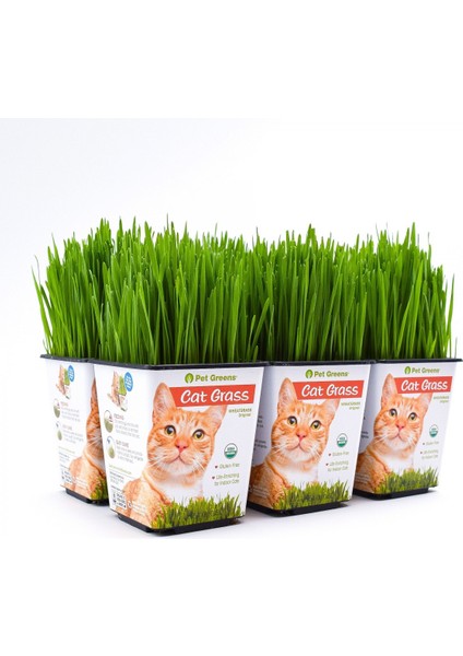 Kedi Çimi 12 Cm'lik Saksıda 5 Adet