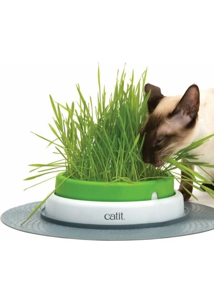 Kedi Çimi 12 Cm'lik Saksıda 5 Adet