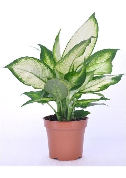 Camila (Dieffenbachia Camilla) 40 cm fiyatları