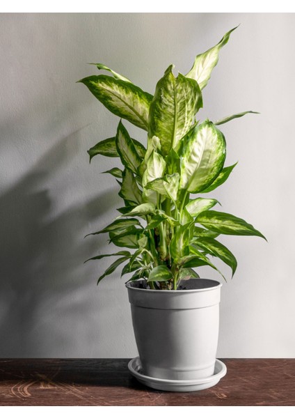 Camila (Dieffenbachia Camilla) 40 cm modelleri