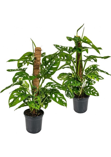 Delikli Devetabanı (Monstera Adansonii Monkey Mask) Sopalı 2 Adet